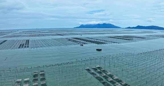 霞浦福建潮间带紫菜养殖0094