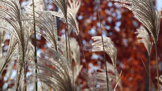 秋天的自然景色芦苇秋风