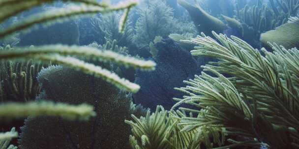 水下，水，植被，海菜