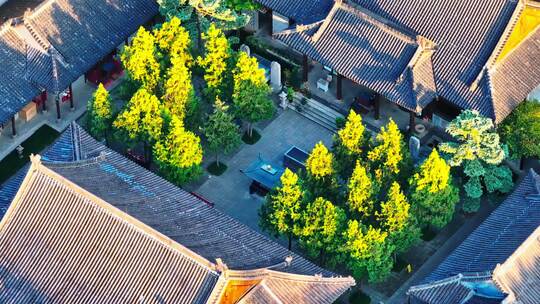 西安古观音禅寺千年银杏树