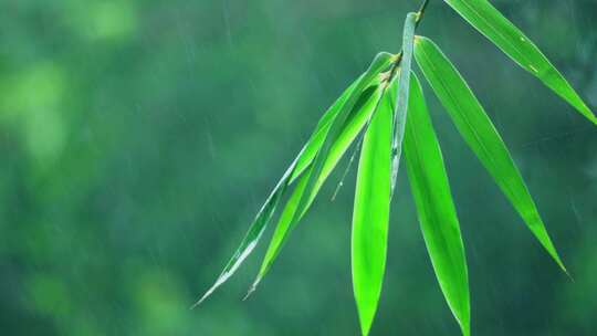 竹林下雨竹叶雨滴视频合集