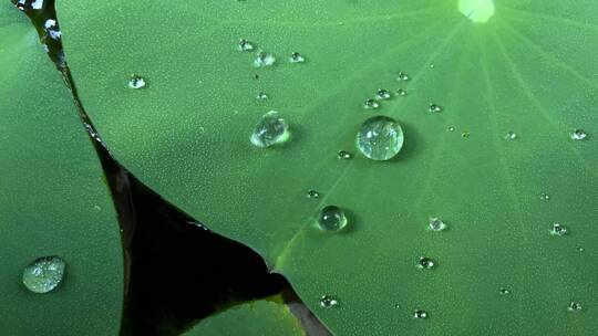 荷叶水珠 水波纹 水滴 下雨