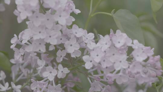 丁香花微距LOG