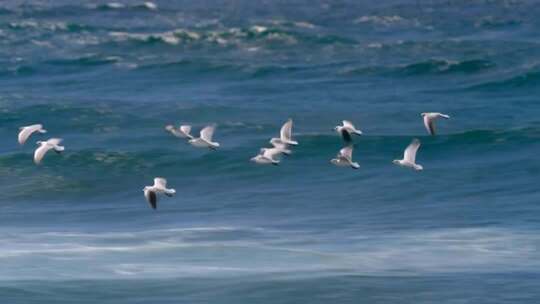 海面上飞翔的海鸥