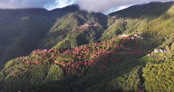 无量山樱花谷