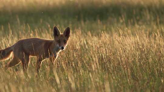 红狐在日落时跑过草地