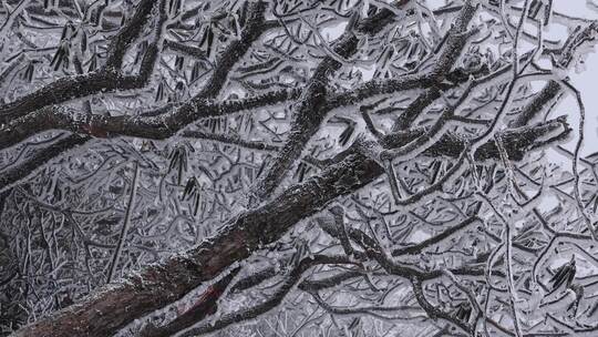 冬天寒风大雪中摆动的树枝