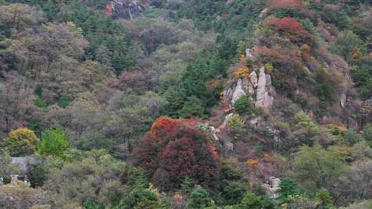 泰山桃花峪索道站的秋色