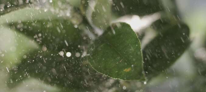 雨中打在叶子上特写镜头