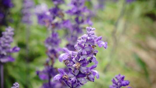 蜜蜂在紫色的花朵采蜜 