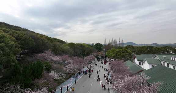 无锡鼋头渚樱花盛开满目樱花