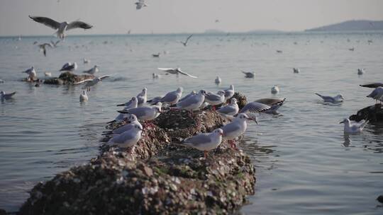 一群休息的海鸥