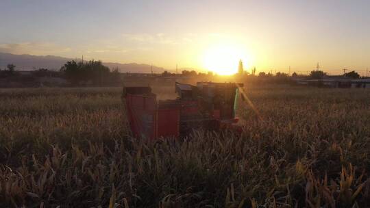 夕阳下收割机在农村田野收割玉米