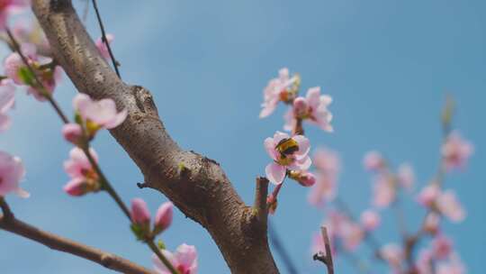 鲜花，Bombus Terrestris