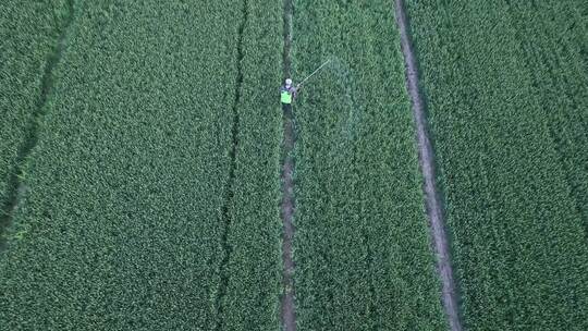 农民在农村麦田地田间喷洒农药视频素材模板下载