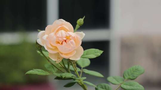 院子里的玫瑰花视频素材模板下载