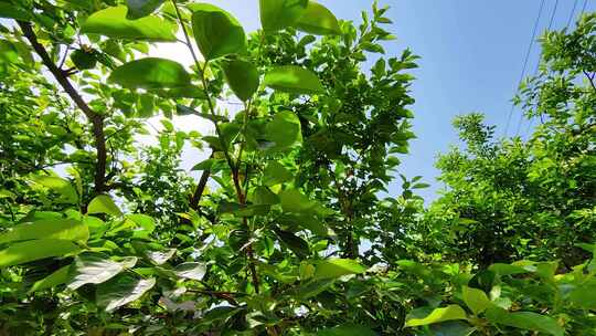 夏季乡村逆光树荫