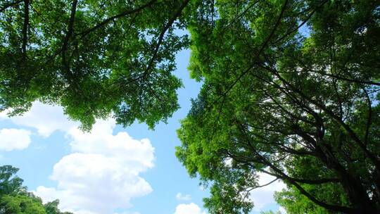 夏天蓝天白云阳光草坪草地绿地树林森林公园