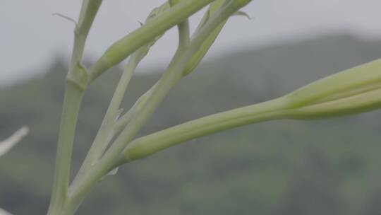 黄花菜LOG