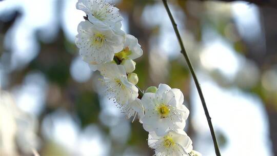 春季白色梅花景观