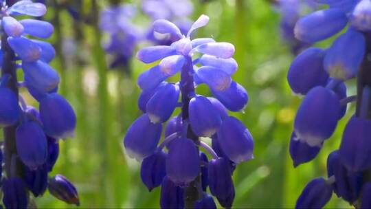 蓝色的风信子花