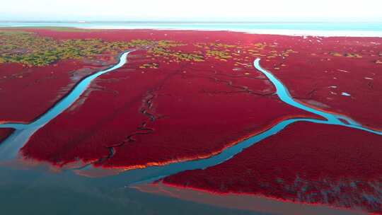 4K湿地辽河口盘锦红海滩丹顶鹤色彩红色