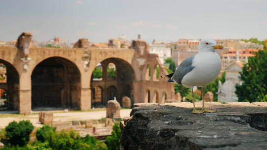 罗马墙壁上的海鸥