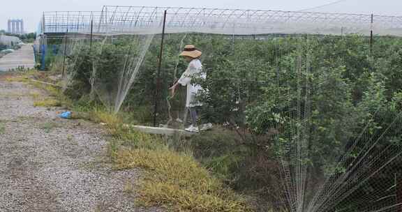 姐妹俩开心在果园采摘蓝莓开心幸福喜悦笑容