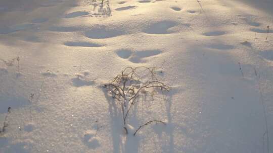 阳光透过白雪覆盖的树木