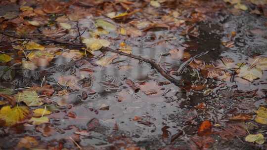 落雨的秋叶落在地上