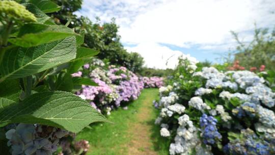 花园花海绣球花