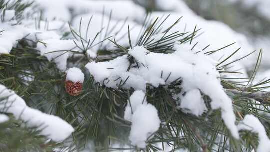 冬天下雪唯美雪景松树枝头被雪覆盖