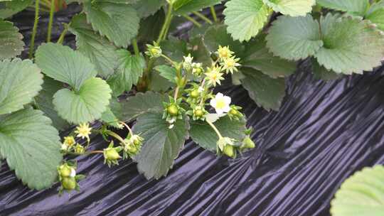 草莓园 农田 农业作物 水果 绿色植物 温室