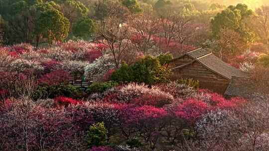 西溪湿地梅花航拍