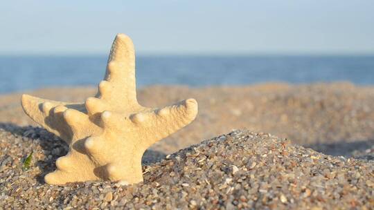 沙子里的星形贝壳