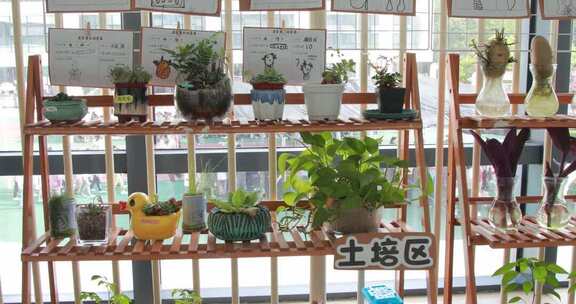 室内土培区植物盆栽展示