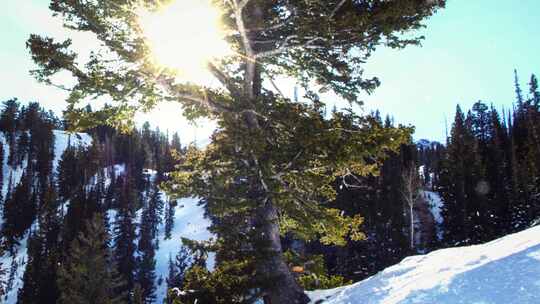 阳光树木下雪雪地
