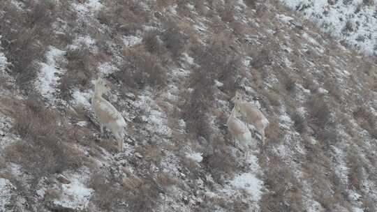 冬天雪地里来了野生黄羊