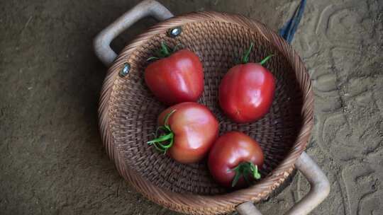 西红柿 番茄 蔬菜大棚 蔬菜 