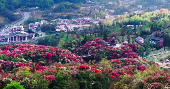 贵州毕节百里杜鹃景区航拍