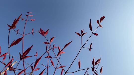 秋天红色的枫叶合集视频