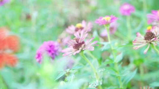 菊花 唯美花特写 百日菊