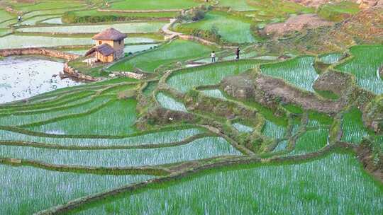 云南旅游元阳梯田乡村农业农田自然风光