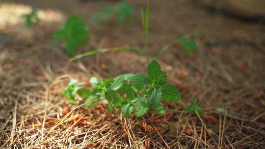 棕色草地上的植物特写镜头