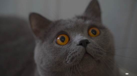 猫咪橙眼睛的蓝猫眼睛左右看视频素材模板下载