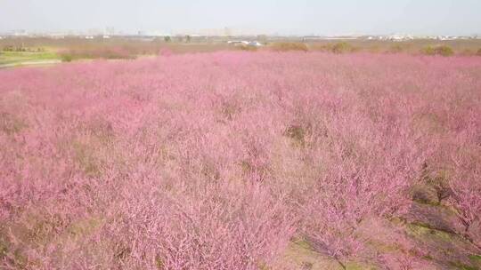 红梅种植基地航拍