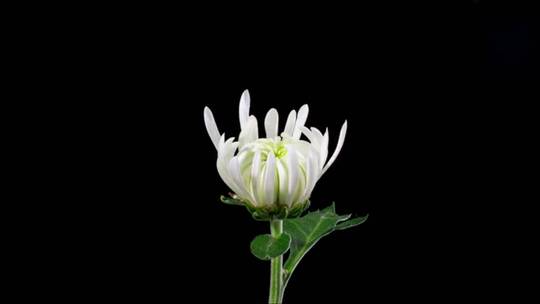 一朵白色菊花的盛开过程