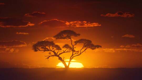 非洲太阳下日出相思树视频素材模板下载