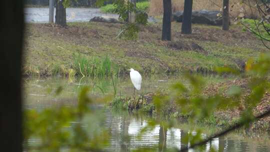 湿地公园的鸟