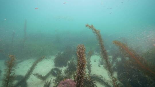 海底海草鱼类海洋生物